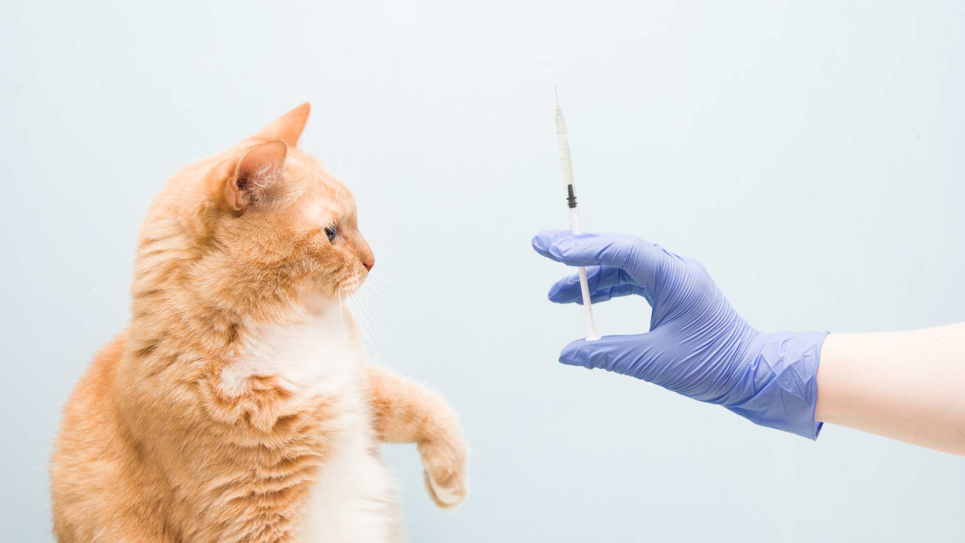 vaccines for cats