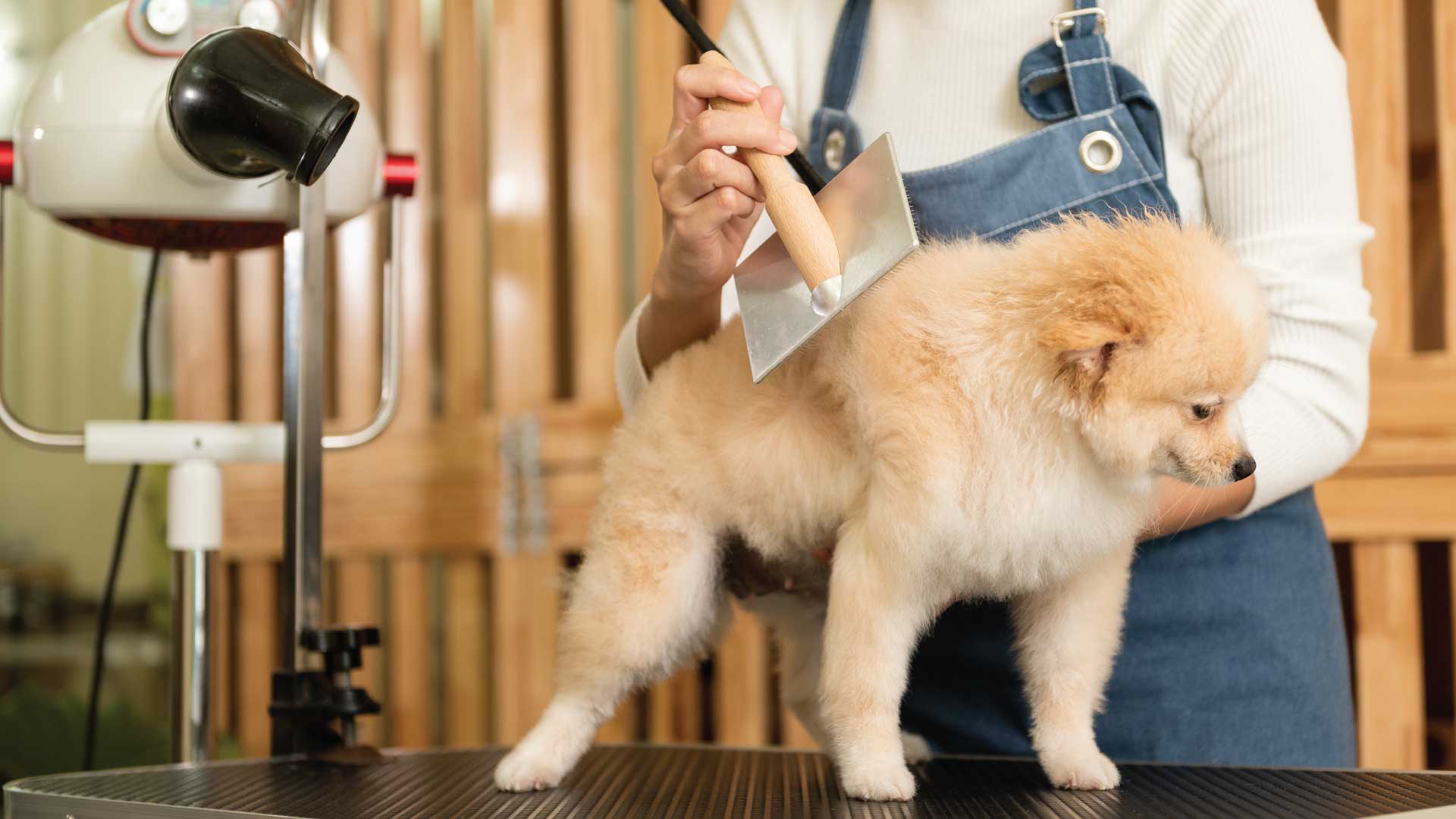 professional pet grooming atlanta