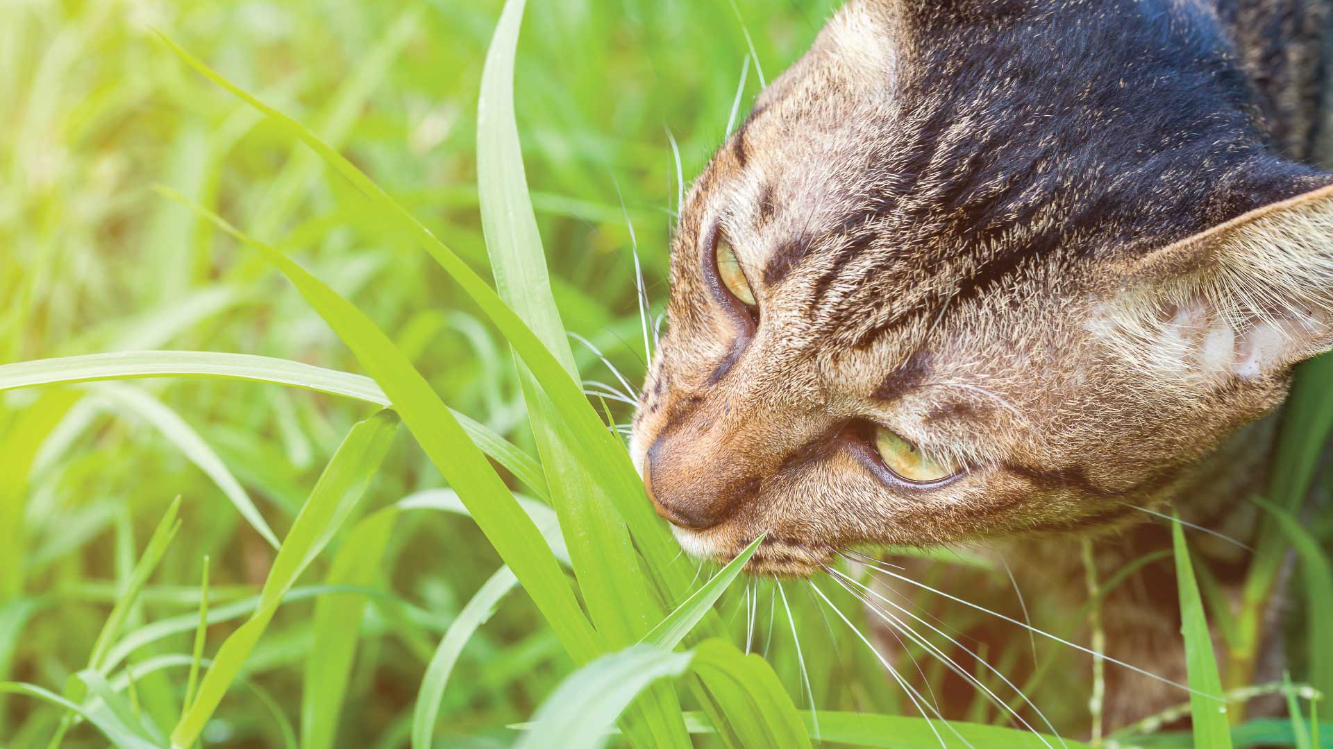 why cat eat grass